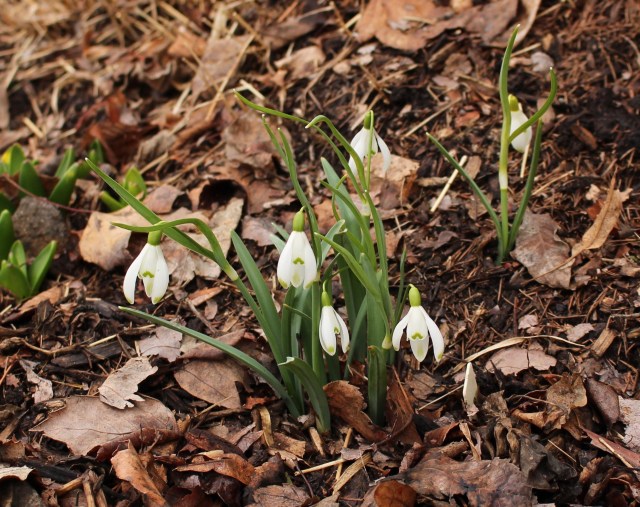 galanthus sharlockii