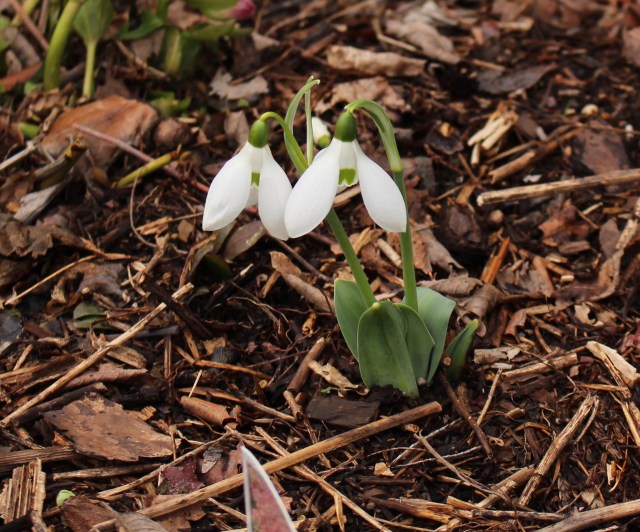 galanthus good blue leaf (elwesii)