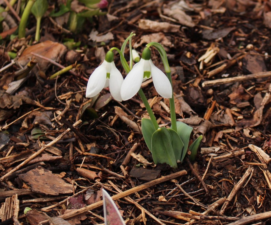 galanthus good blue leaf (elwesii)