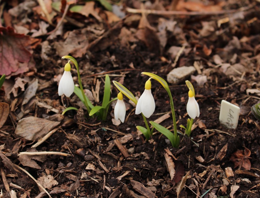galanthus lagodechianus