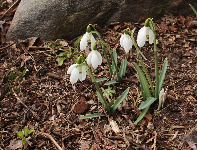 galanthus straffan