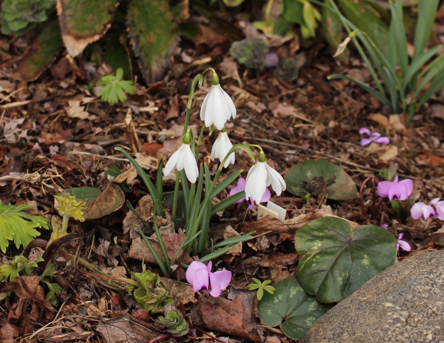 galanthus moreton mill