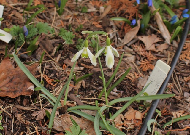 galanthus greenish