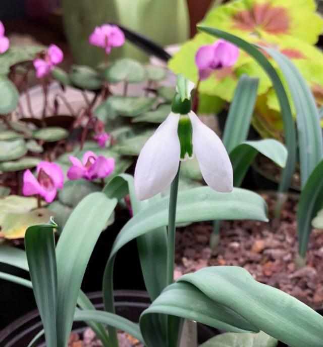 potted snowdrop