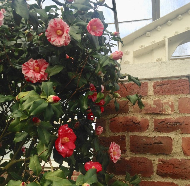 planting fields arboretum