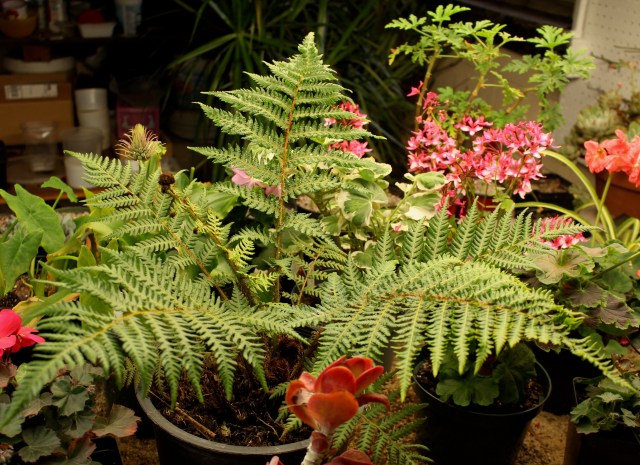 overwintered tree fern
