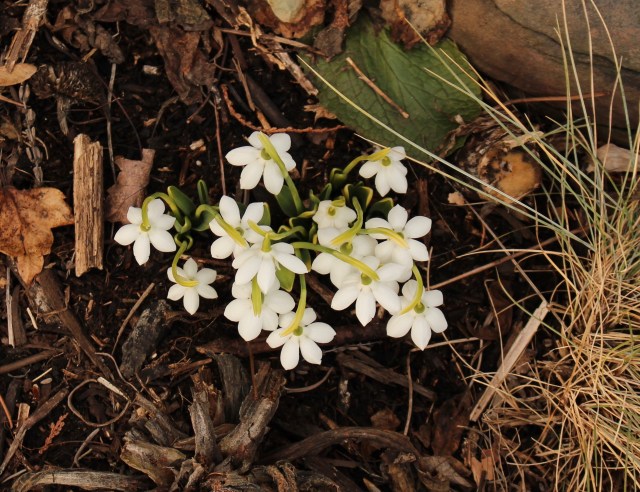 galanthus godfrey owen