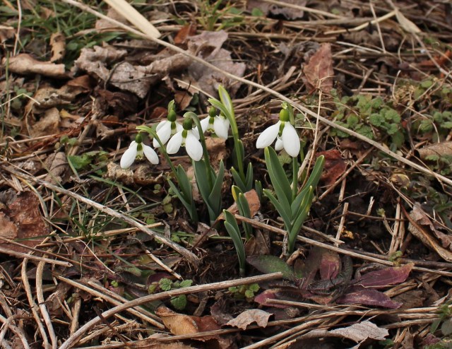 galanthus elwesii