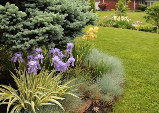 iris pallida variegata