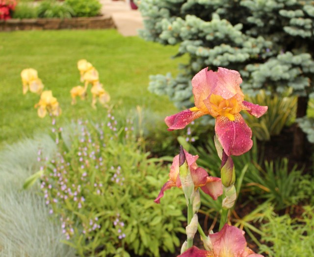 iris lighthouse 1936