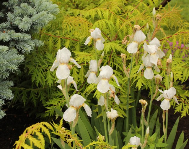 iris kashmir white 1912