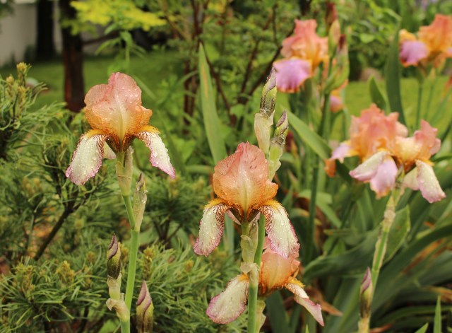 iris mme. Chobaut 1916