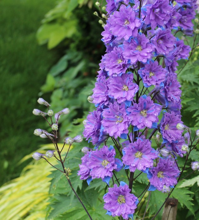 delphinium flower