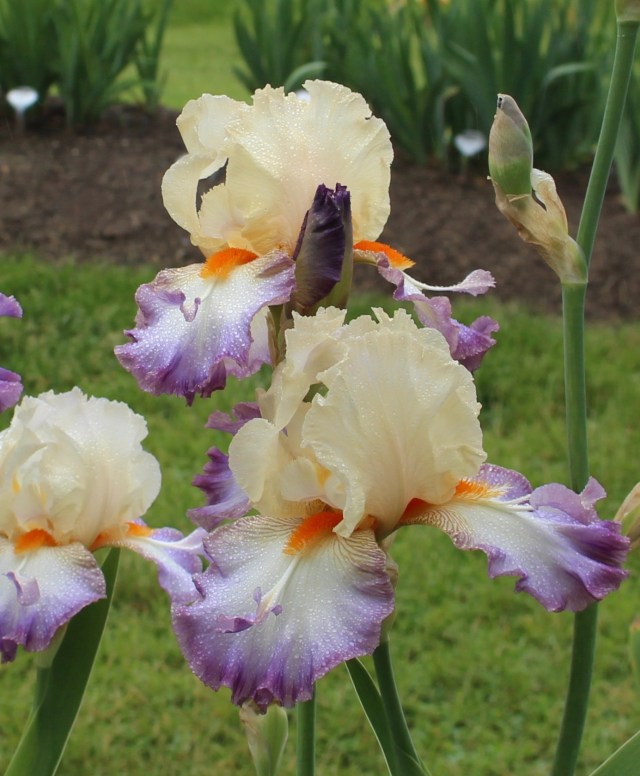 iris 'wings at dawn' 2014