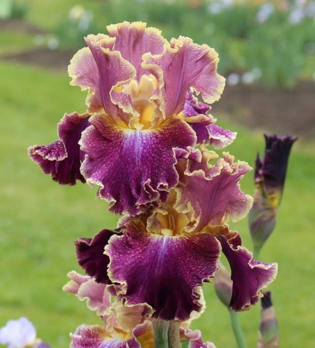 iris montmartre 2008