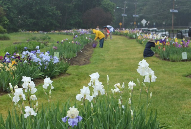 presby memorial iris gardens