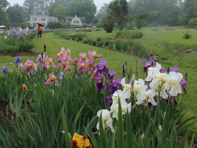 iris 'titian lady' 'melanie' 1941