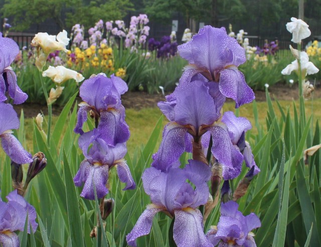 historic iris 'ariane' 1930