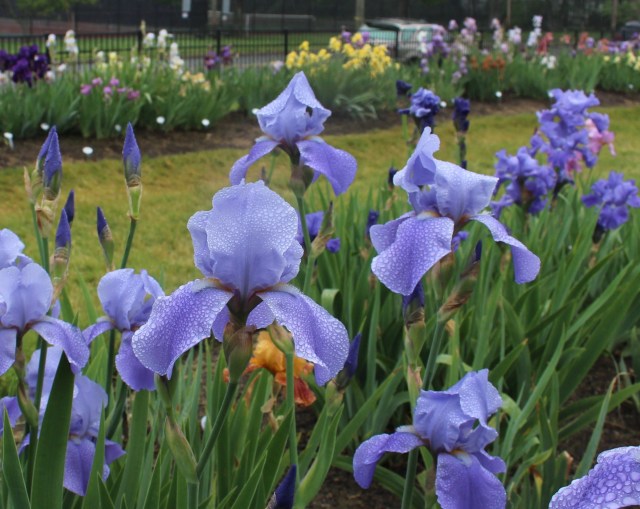 historic iris 'waverly' 1936