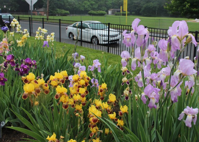 historic iris reingauperle 1924