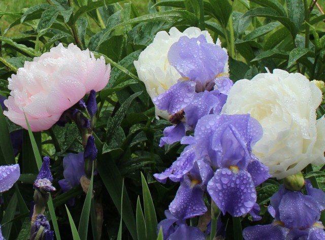 presby memorial iris gardens