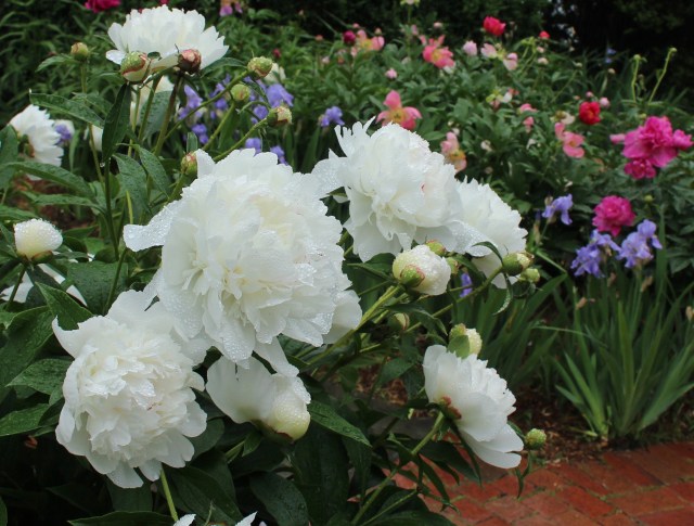 presby memorial iris gardens