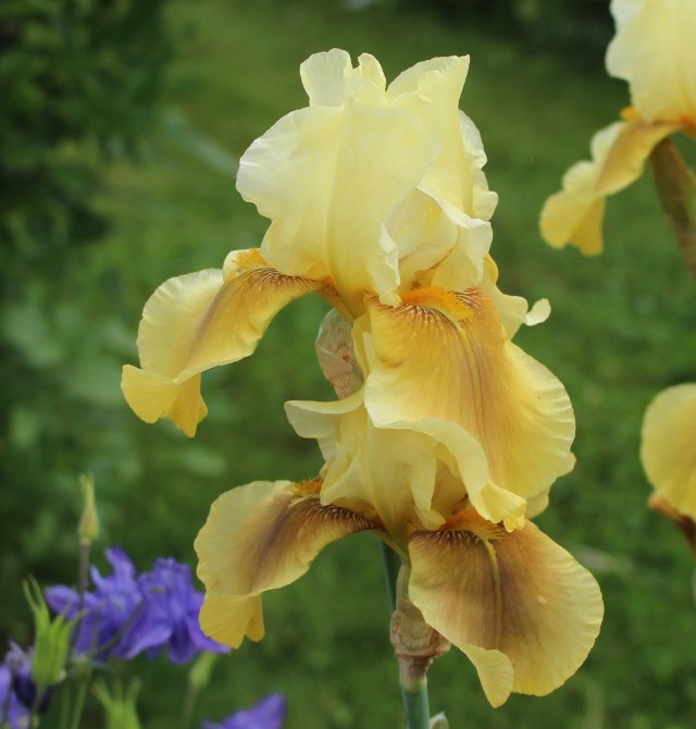 iris bayberry candle