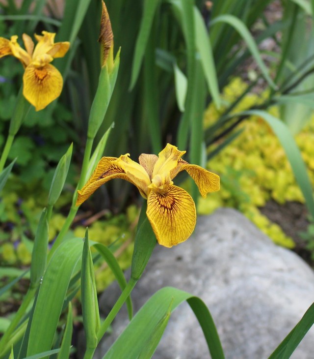 iris berlin tiger