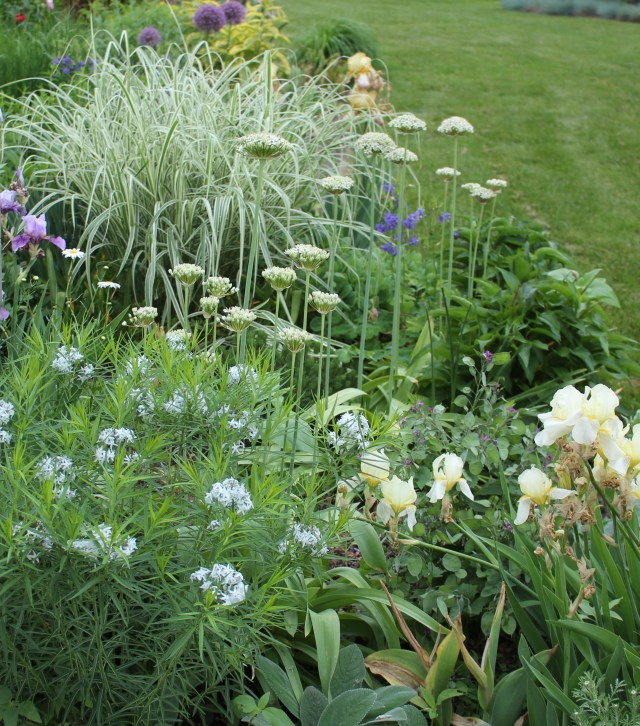 allium nigrum amsonia hubrichtii