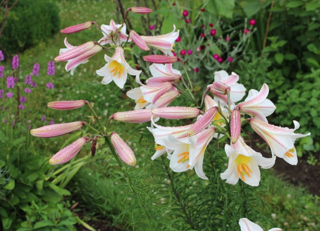 lilium regale