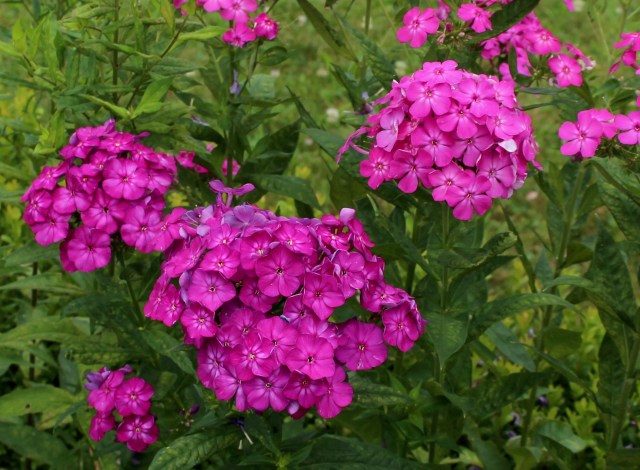 phlox paniculata