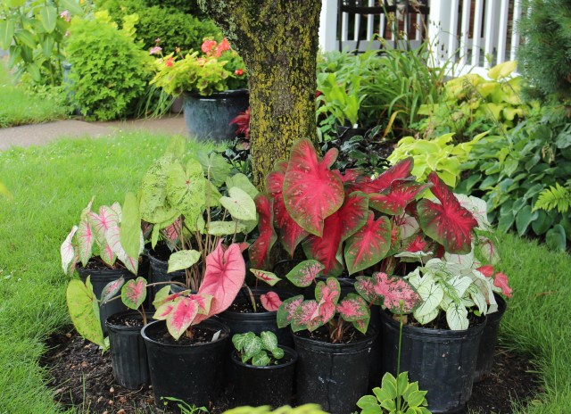 caladiums in pots