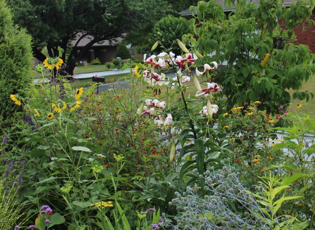 lily leslie woodriff