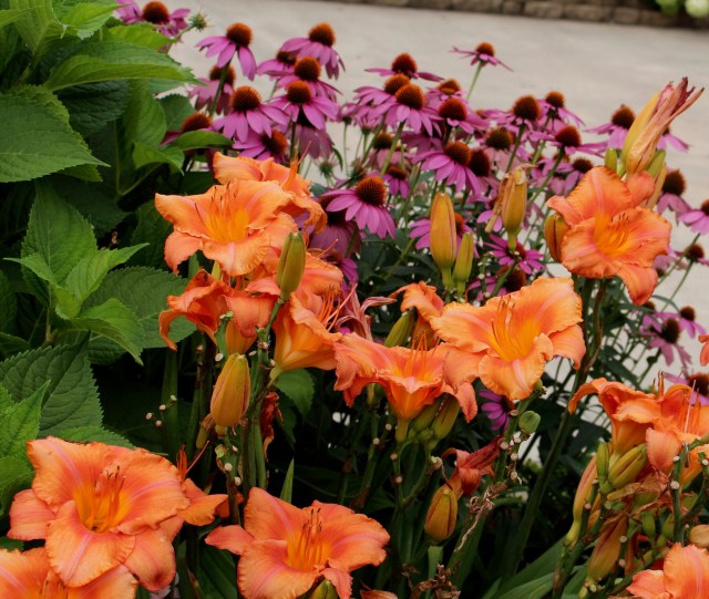 orange and pink daylily