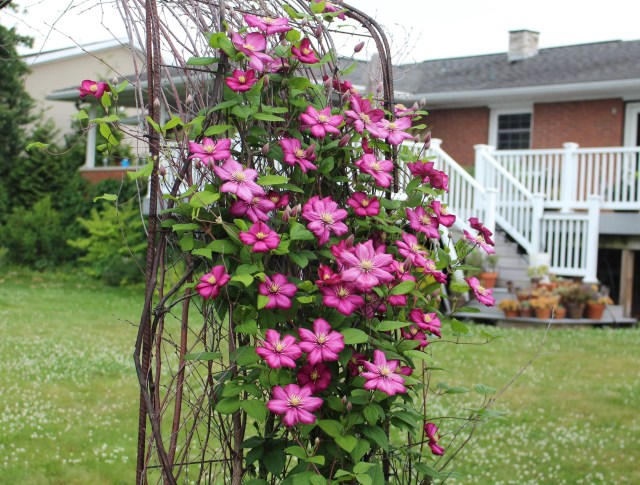 clematis ville de lyons
