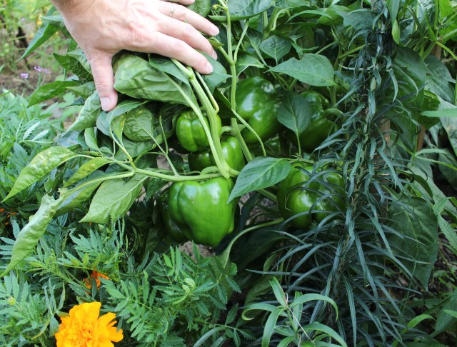 growing bell peppers