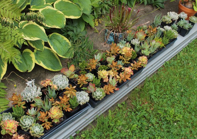 succulent cuttings