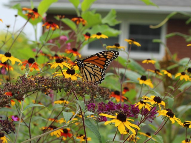 monarch on rudbeckia