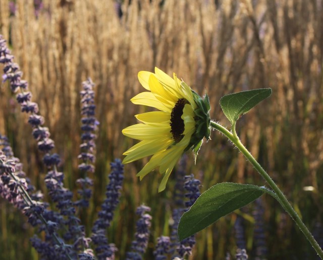 pale sunflower