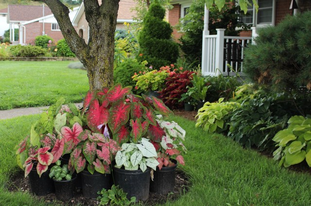 potted caladiums