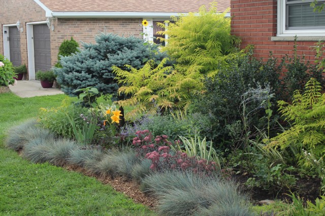 blue fescue border