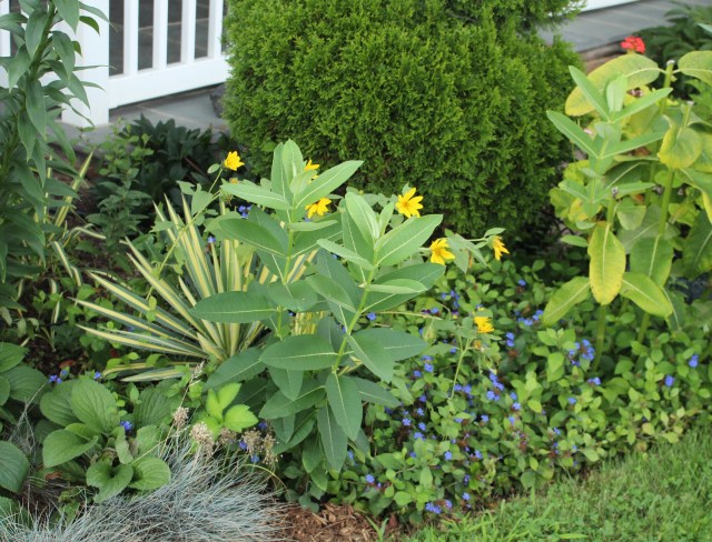 milkweed in the garden