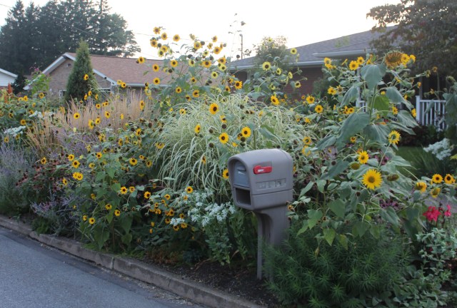 self sown sunflowers