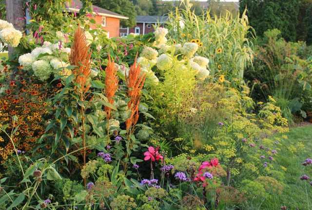 amaranthus hot biscuits