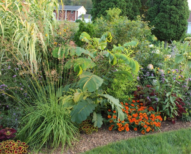 senna alata candlestick plant