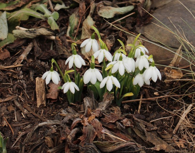 galanthus godfrey owen