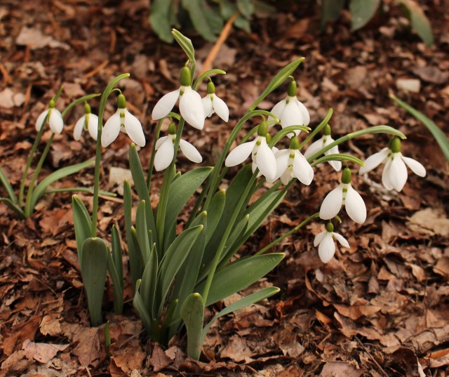 galanthus zwanenburg cambo