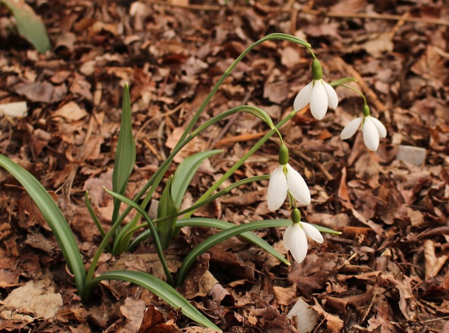 galanthus percy picton