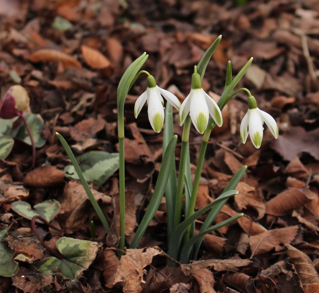 galanthus viridapice