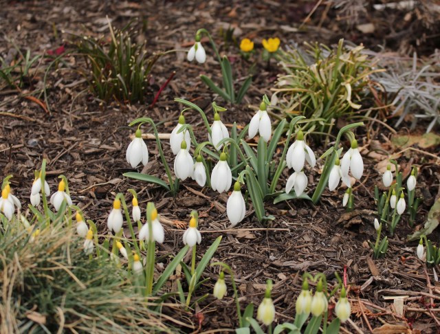 garden snowdrops